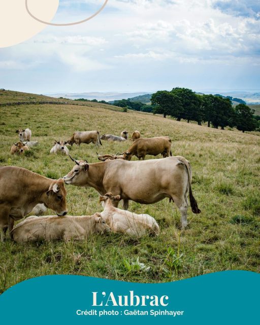 Venez découvrir les magnifiques paysages de l’Aubrac ! 😍