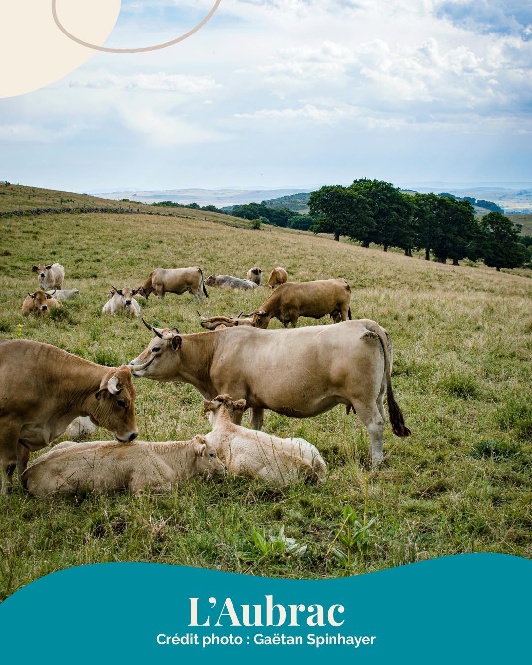 Venez découvrir les magnifiques paysages de l’Aubrac ! 😍