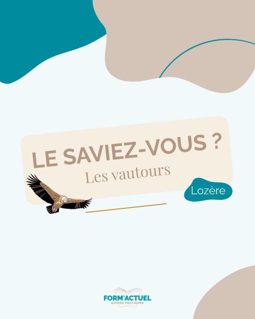 Saviez-vous que l’on peut un observer des vautours en Lozère ? 🦅